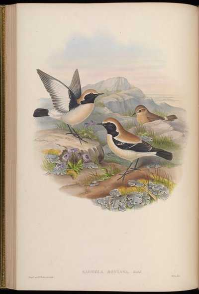 Saxicola Montana = Oenanthe Deserti by John Gould